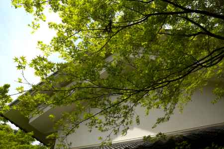 新緑の一休寺20