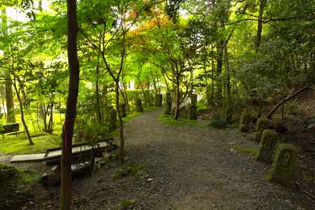 新緑の一休寺24