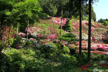 三室戸寺のツツジ1