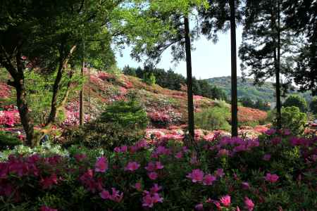 三室戸寺のツツジ2