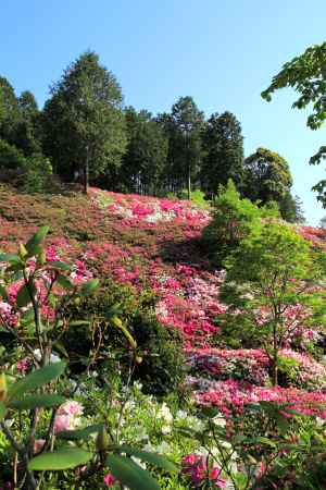 三室戸寺のツツジ5