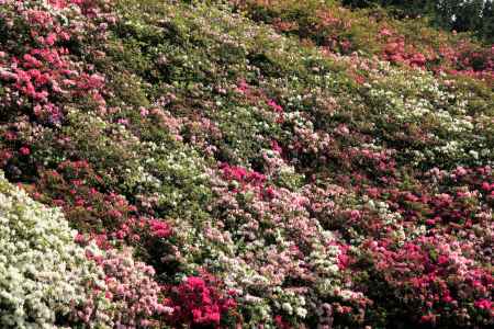三室戸寺のツツジ6