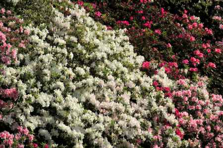 三室戸寺のツツジ7
