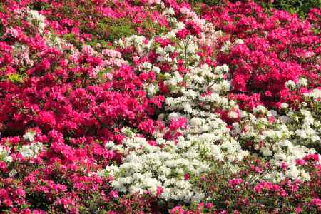 三室戸寺のツツジ9