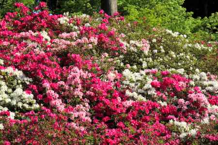三室戸寺のツツジ10