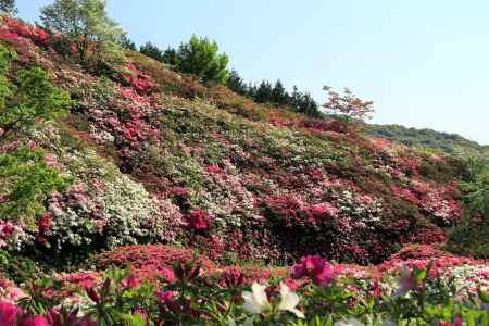 三室戸寺のツツジ12