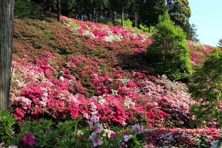 三室戸寺のツツジ13