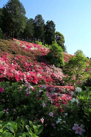 三室戸寺のツツジ15