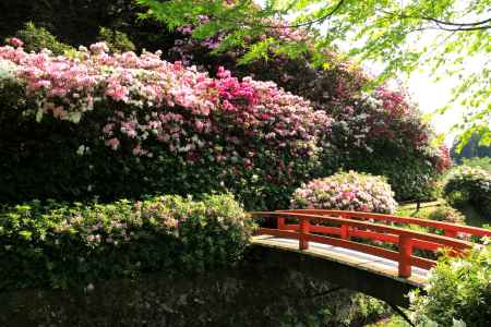 三室戸寺のツツジ16