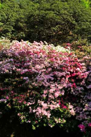 三室戸寺のツツジ17