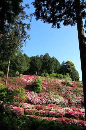 三室戸寺のツツジ18