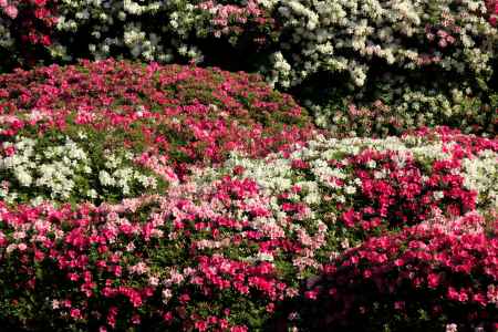 三室戸寺のツツジ19