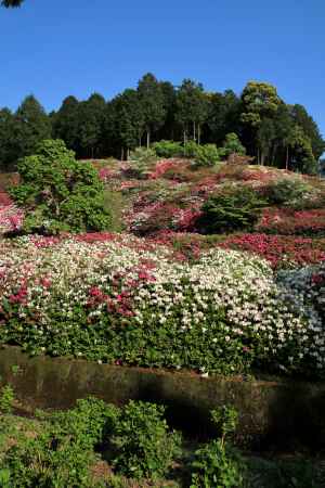 三室戸寺のツツジ21