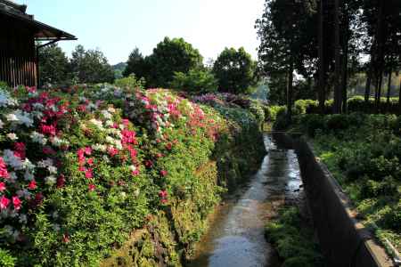 三室戸寺のツツジ22