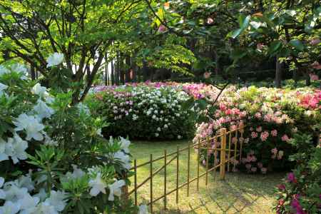 三室戸寺のツツジ23