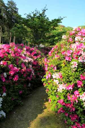 三室戸寺のツツジ25