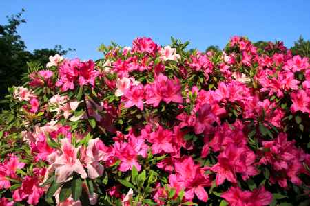 三室戸寺のツツジ26