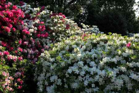 三室戸寺のツツジ27