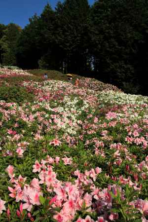 三室戸寺のツツジ28