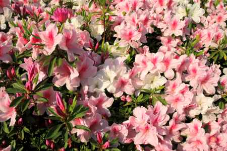 三室戸寺のツツジ30