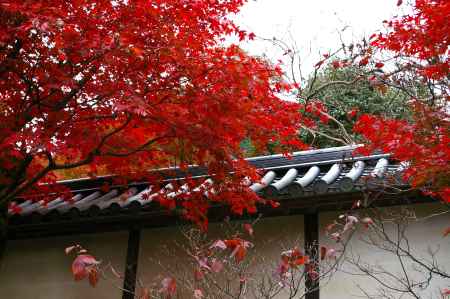 二尊院の紅葉1