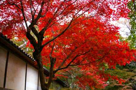 二尊院の紅葉2