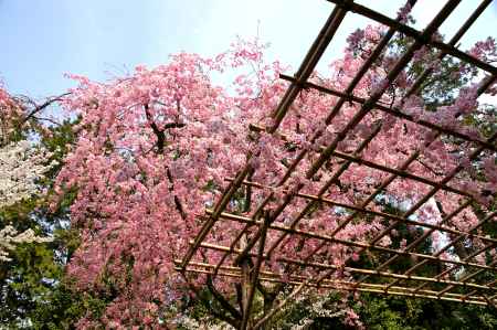 平安神宮の桜3