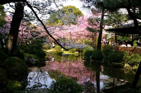 平安神宮の桜5