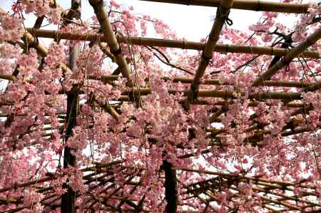 平安神宮の桜10