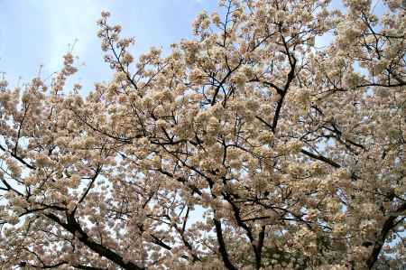 平安神宮の桜14