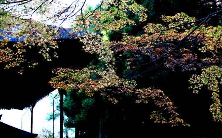 霊明殿のもみじ-01