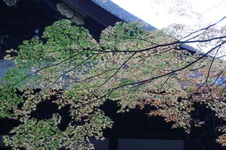 霊明殿のもみじ-02