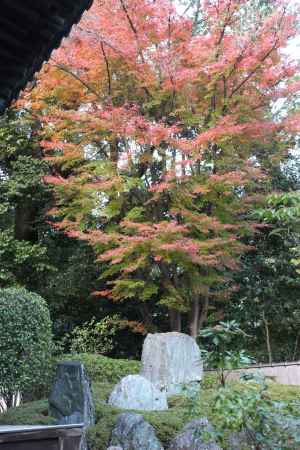 泉涌寺の紅葉