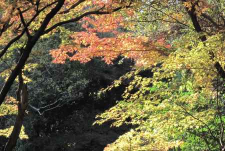 あき色的なコントラスト