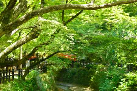 御土居の青紅葉