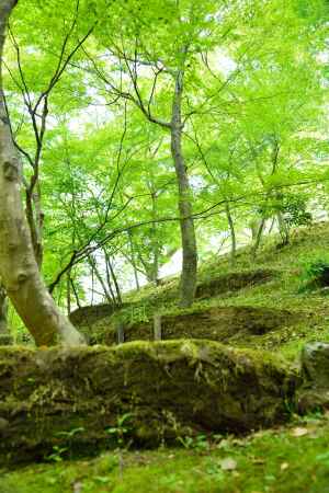 北野天満宮 御土居の青紅葉