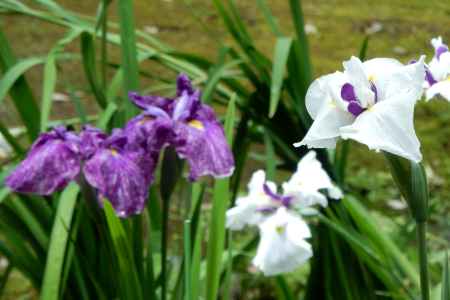 上賀茂の花菖蒲