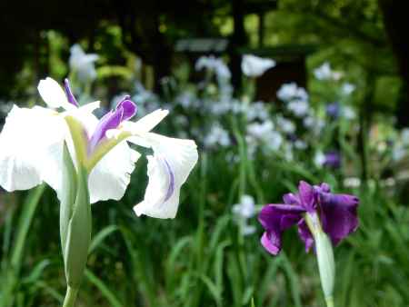 上賀茂の花菖蒲園