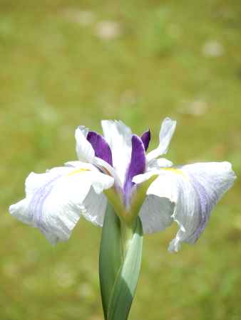 上賀茂（渉渓園）の花菖蒲