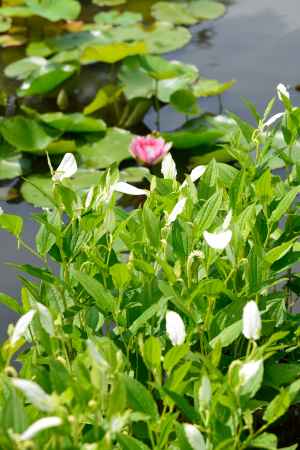 勧修寺の半夏生と睡蓮
