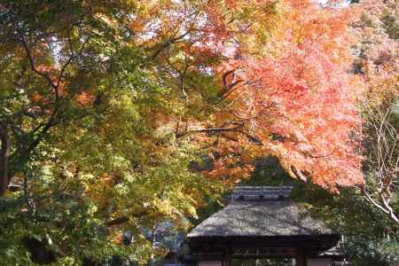 京都市の紅葉（安楽寺）