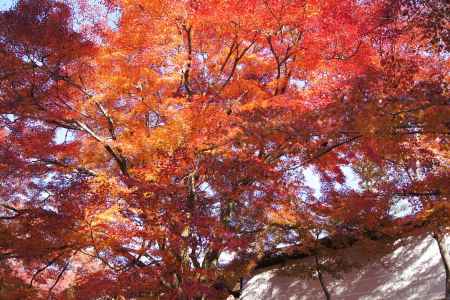 京都市の紅葉（曼殊院）