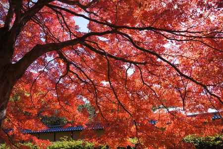 京都市の紅葉（京都御苑）