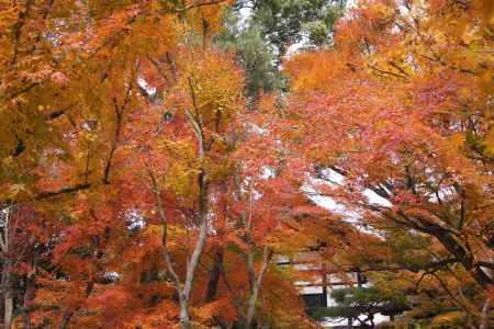 京都市の紅葉（竜安寺）
