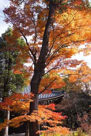 京都市の紅葉（仁和寺）