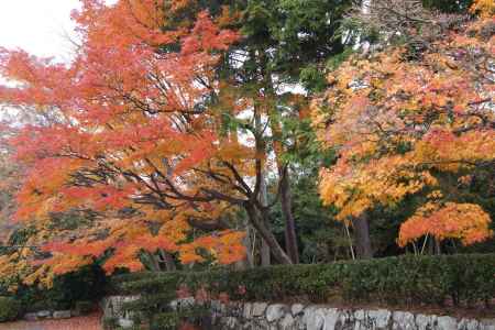 京都市の紅葉（嵯峨南陵と亀山陵）