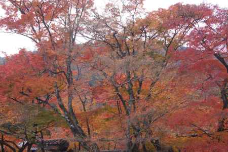 京都市の紅葉（宝厳院）