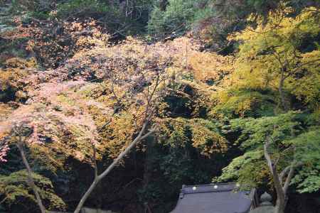 京都市の紅葉（松尾大社）