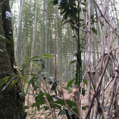 京都冬の竹林