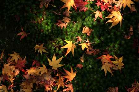 木漏れ日の紅葉